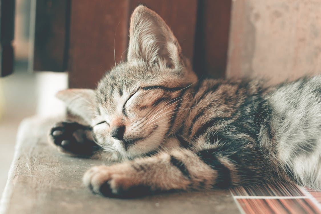 Sleeping cat